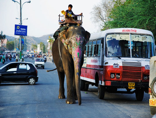 Elephant in Street of Jaipur